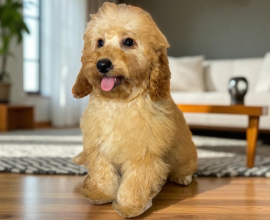 Harika Poodle puppy